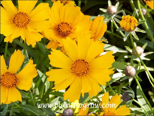 Toothed petals (ray flowers)